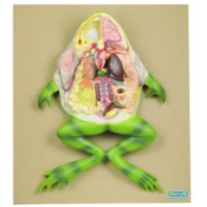 Frog Model Activity Set